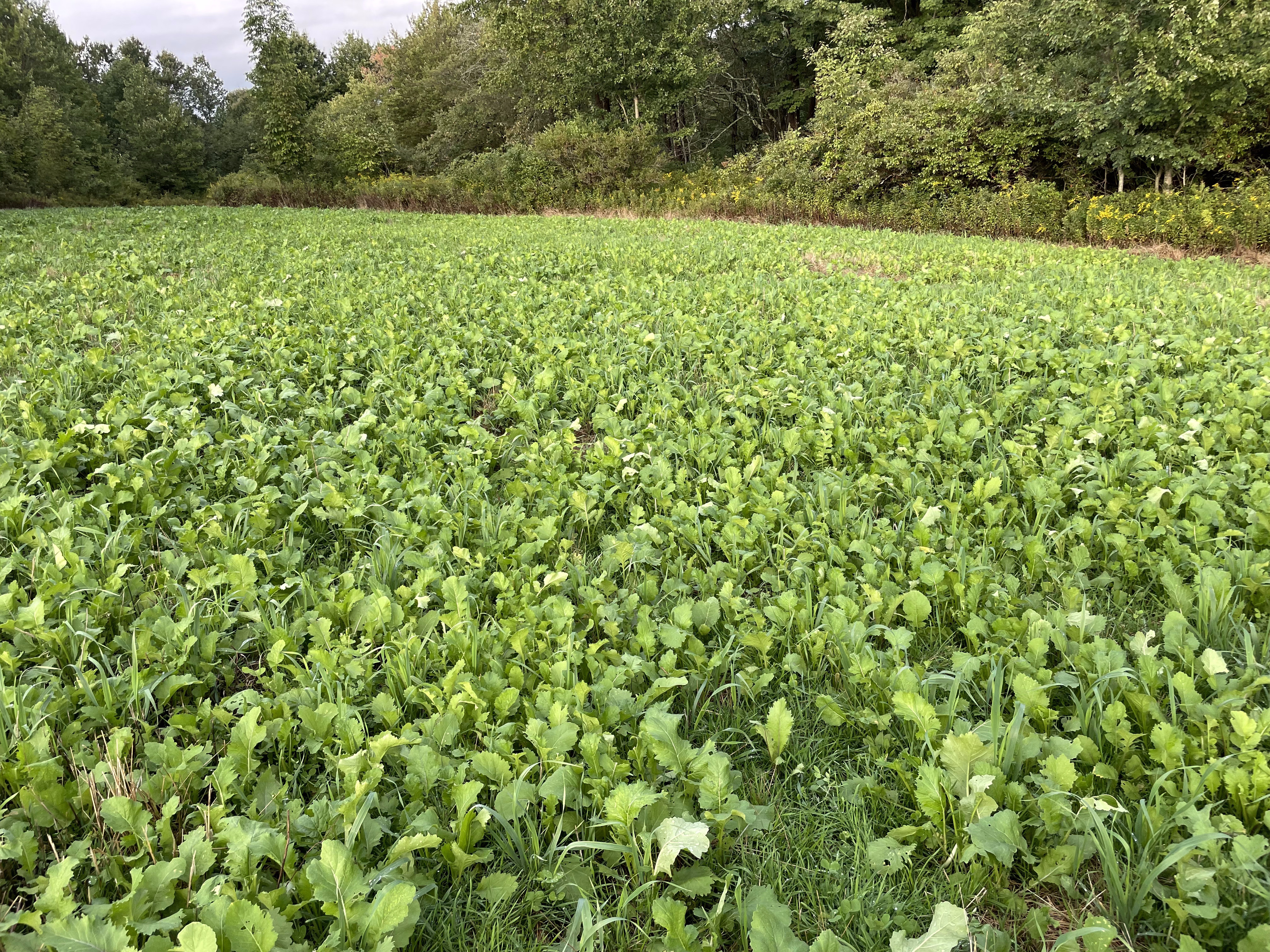 Food Plots